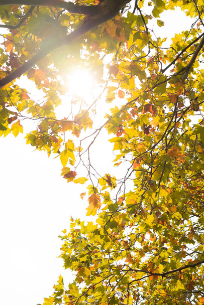 A vertical shot of yellow autumn leaves on a tree on a sunny day - Photo, Image
