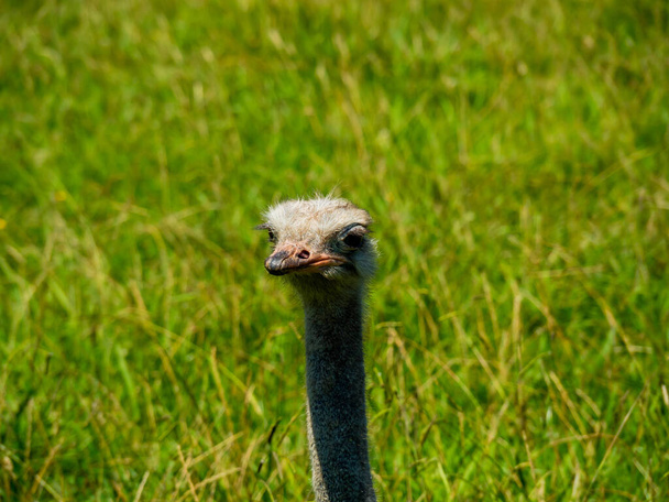 A selective focus shot of an ostrich face in a field - Zdjęcie, obraz