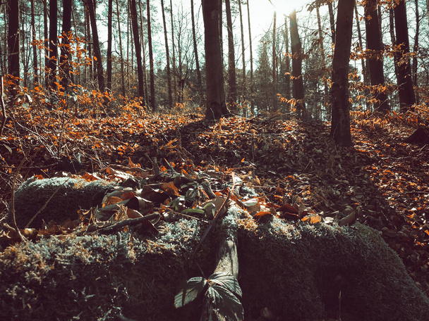 The woods during fall with the ground covered with brown leaves - Фото, изображение