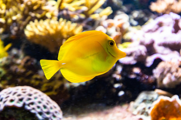 A closeup shot of a yellow tang, one of the most popular aquarium fish - 写真・画像