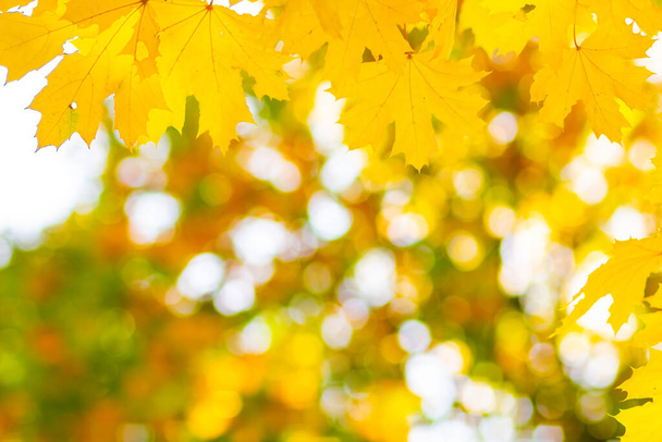 Maple leaves in autumn forest. Tree branch with autumn leaves. Yellowed maple leaves on a blurred background. Autumn nature background with bokeh. Very shallow focus - Zdjęcie, obraz