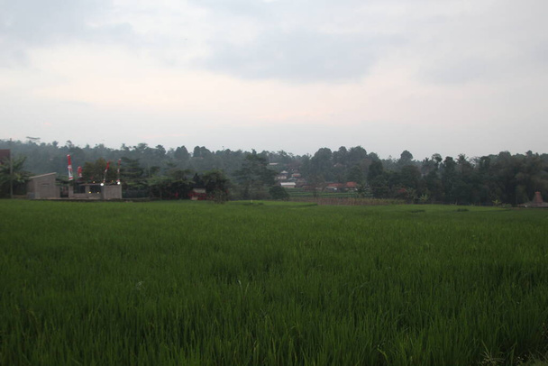 Ambiente matutino en campos de arroz en Java Occidental - Foto, Imagen