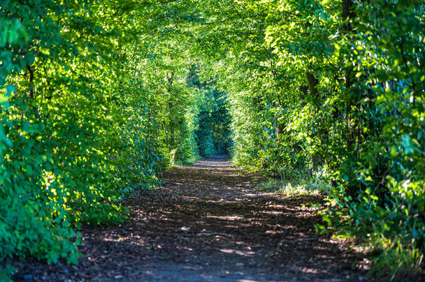 A beautiful pathway through the green forest - Фото, зображення