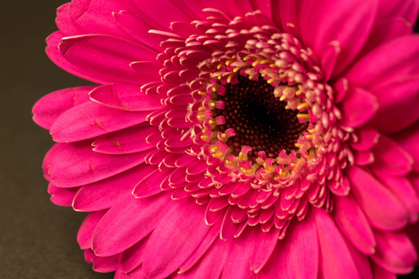A closeup shot of a pink gerbera flower - Foto, afbeelding