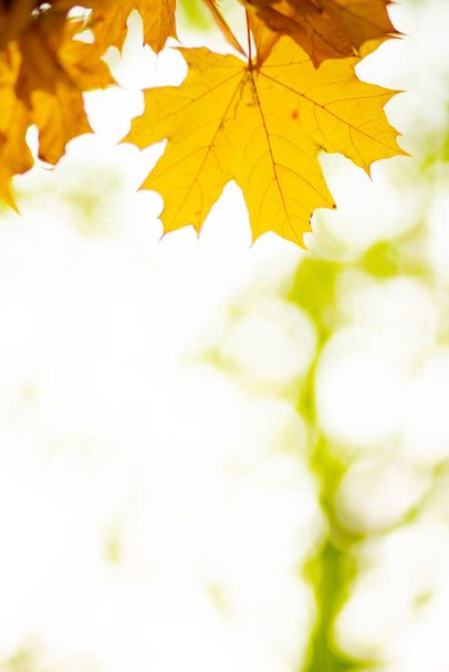 Autumn background. Tree branch with maple leaves on a blurred background. Autumn design background with yellow leaves. Copy space. Soft focus - Foto, Imagem