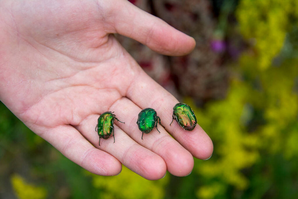 En verano, tres escarabajos de bronce se sientan en los brazos. - Foto, Imagen