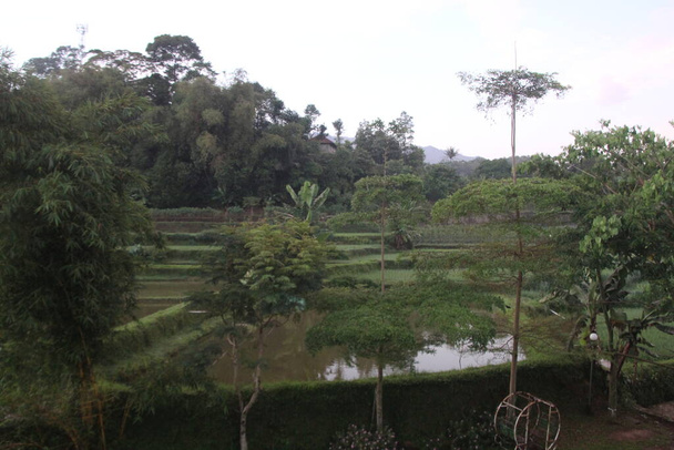 Ochtendsfeer in rijstvelden in West Java - Foto, afbeelding