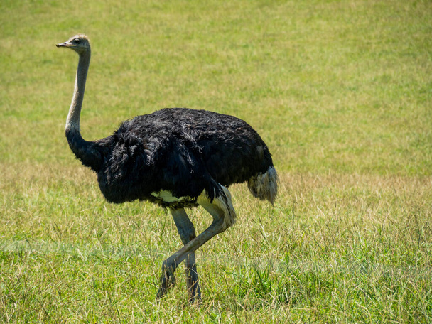 A large black ostrich walking through a field - Φωτογραφία, εικόνα
