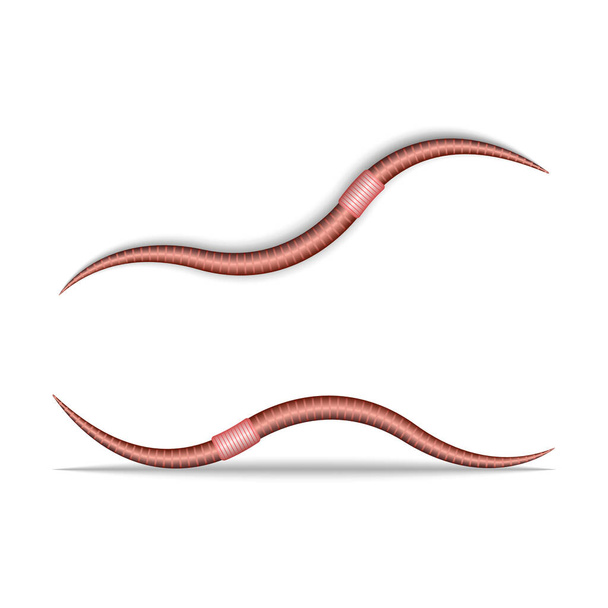 Ползучий земляной червь, изолированный на белой трехмерной реалистичной векторной иллюстрации, наземное беспозвоночное животное - Вектор,изображение