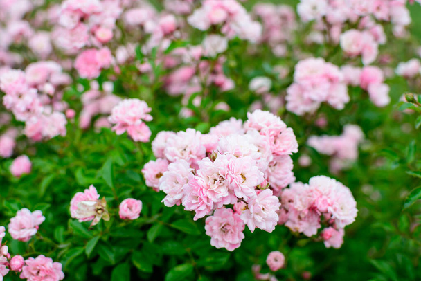 Μεγάλος πράσινος θάμνος με φρέσκα ζωηρά ροζ τριαντάφυλλα, μικρότερα άνθη και πράσινα φύλλα σε έναν κήπο σε μια ηλιόλουστη καλοκαιρινή μέρα, όμορφη υπαίθρια floral φόντο φωτογραφήθηκε με απαλή εστίαση - Φωτογραφία, εικόνα