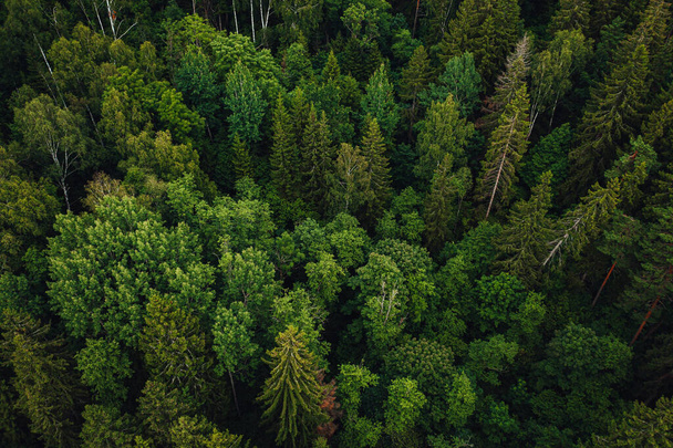 An aerial shot of a beautiful forest covered in greens and trees - Fotografie, Obrázek