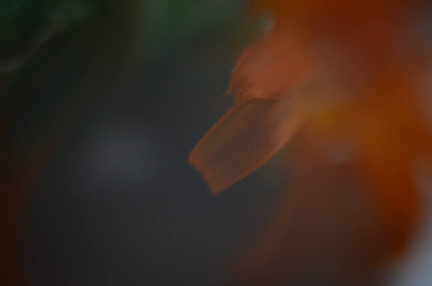 fleur de calendula orange sur blanc gros plan - Photo, image