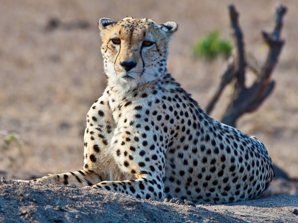 Cheetah en el Parque Nacional Kruger en Sudáfrica - Foto, imagen