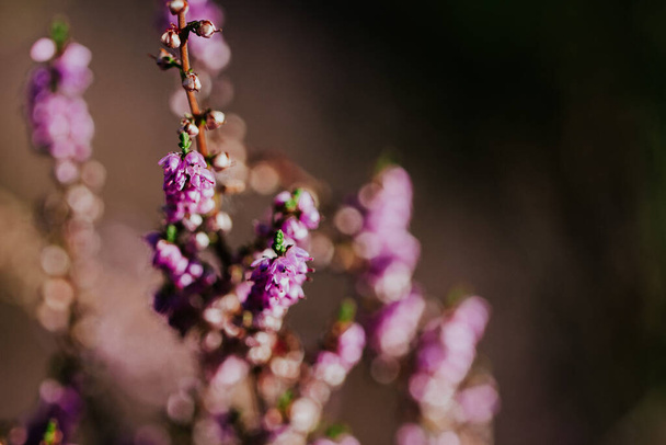 A closeup shot of an English lavender flower - Fotó, kép