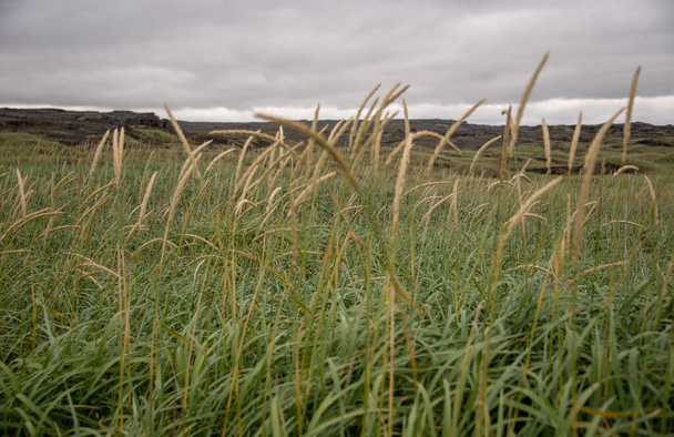 A beautiful scenery of sweetgrass in a field under dark storm clouds - 写真・画像