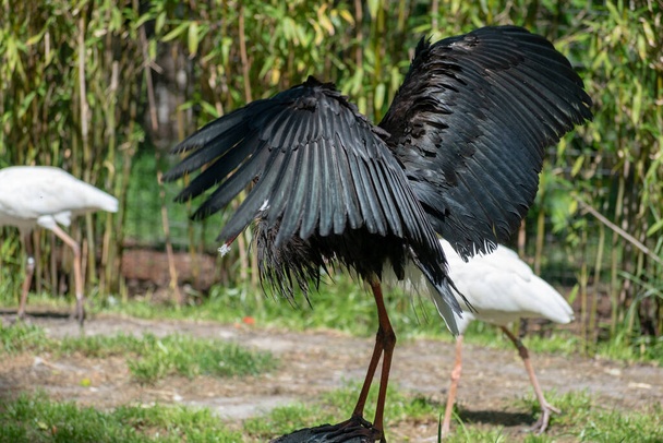 A closeup of a Woolly-necked stork or Ciconia Episcopus on dry land during daylight - Photo, image