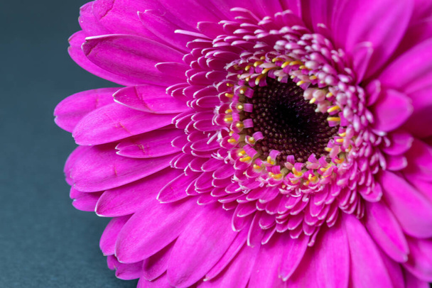 A closeup shot of a gerbera flower with beautiful raspberry petals - 写真・画像