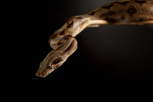 Testa di serpente con lingua su sfondo nero. Primo piano. - Foto, immagini