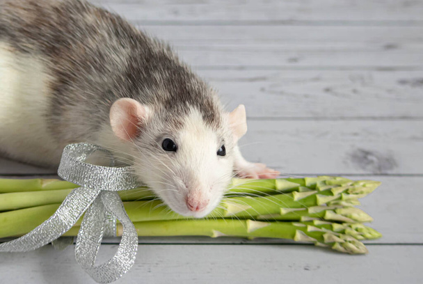 Decorative cute black and white rat sniffs a bouquet of asparagus, which lies on a light wooden background. - Foto, imagen