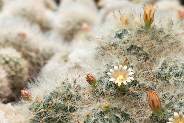 Roztomilé kaktusové květiny na nadýchaném kožešinovém stromě se špičatými trny - Fotografie, Obrázek