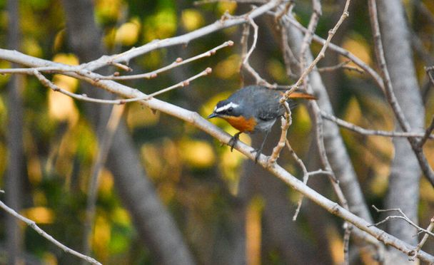 Cape Robin chat perched on a tree in Johannesburg South Africa - Photo, Image