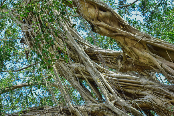 velký kořen stromu v divočině džungle. úžasný kořen banyanu v hlubokém tropickém lese. Starý strom má kořeny pro přirozené pozadí. - Fotografie, Obrázek
