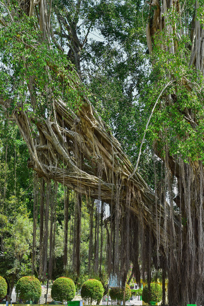 Μεγάλη ρίζα δέντρου στην άγρια ζούγκλα. Εκπληκτική ρίζα banyan στο βαθύ τροπικό δάσος. Ένα παλιό δέντρο έχει ρίζες για το φυσικό υπόβαθρο. - Φωτογραφία, εικόνα