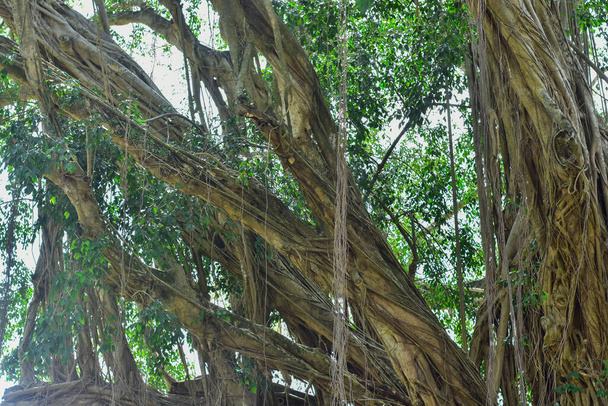 Vahşi ormanda büyük bir ağaç kökü. Tropikal ormanın derinliklerindeki banyan kökü inanılmaz. Yaşlı bir ağacın doğal kökleri vardır.. - Fotoğraf, Görsel