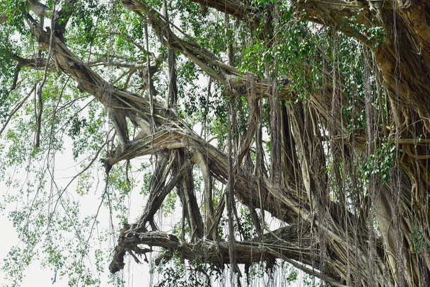 Vahşi ormanda büyük bir ağaç kökü. Tropikal ormanın derinliklerindeki banyan kökü inanılmaz. Yaşlı bir ağacın doğal kökleri vardır.. - Fotoğraf, Görsel