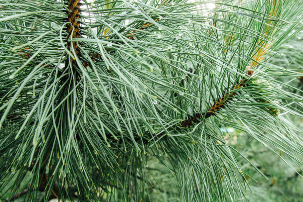 agujas de pino con gotas de lluvia - Foto, imagen