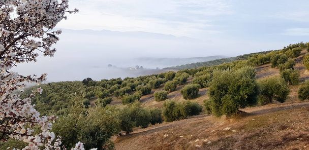 Paysages ruraux et agricoles d'Andalousie. Champ d'oliviers - Photo, image
