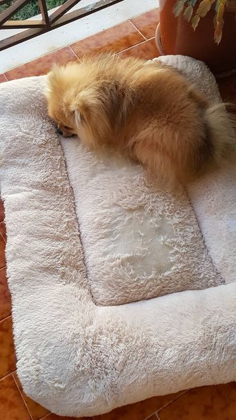 Carino cagnolino pomerania dorme su un tappeto bianco - Foto, immagini