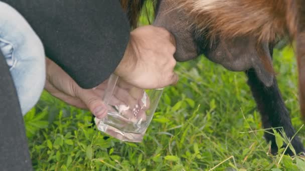 As mãos masculinas fecham-se de uma cabra que ordenha. Mãos espremer o úbere de cabras e leite em um copo
. - Filmagem, Vídeo