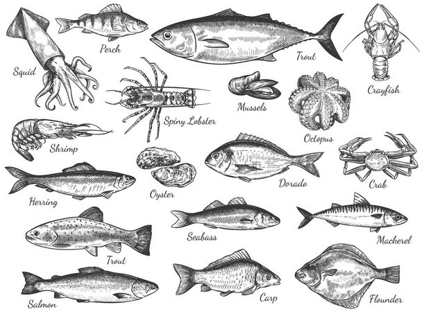 Sketch seafood. Hand drawn fresh sea fishes, oyster, mussels and lobster, squid, octopus and prawn, octopus and crab healthy food vector set. Engraved herring and shrimp, flounder for cafe menu - Вектор, зображення