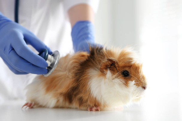 Female veterinarian examining guinea pig in clinic, closeup - Zdjęcie, obraz