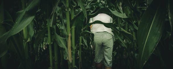 young boys lost in spooky summer corn maze run, chasing and playing in labyrinth adventure with moody atmosphere - Photo, Image