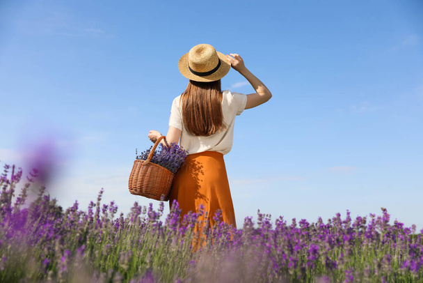 Young woman with wicker basket full of lavender flowers in field - Fotografie, Obrázek