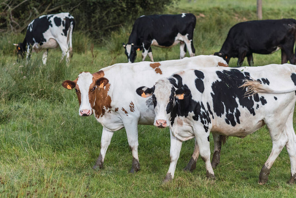 Troupeau de vaches paissant à la ferme en regardant la caméra - Photo, image