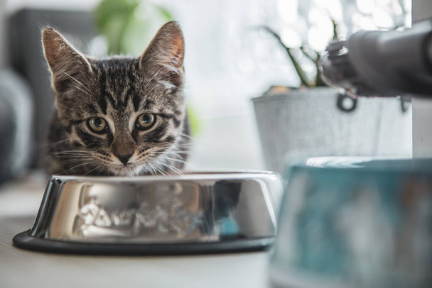 a European shorthair cat eats from its bowl and looks into the camera - Foto, Bild