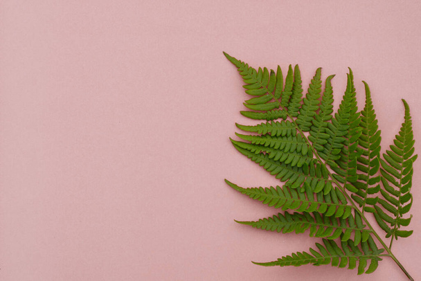 Deja la composición. Patrón hecho de hojas de helecho silvestre sobre fondo rosa. Diseño plano, vista superior, espacio para copiar - Foto, Imagen