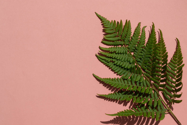 Leaves composition. Pattern made of wild fern leaves and shadow on pink background. Flat layout, top view, copy space - Foto, Imagem