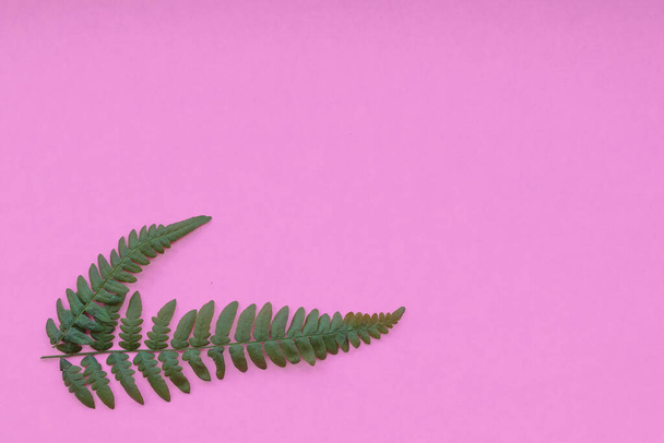 Composición floral. Patrón hecho de hojas de helecho silvestre sobre fondo rosa. Diseño plano, vista superior, espacio para copiar - Foto, Imagen