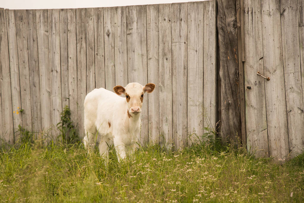 Against the background of a wooden fence, a young white bullhead with brown ears and spots near the eyes is standing on a green lawn and looking into the camera. - Photo, Image