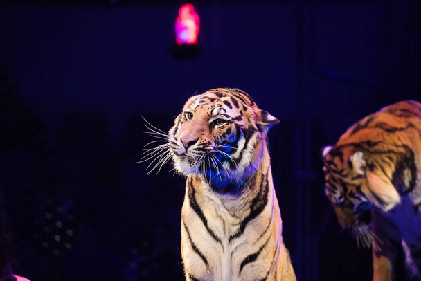 Circus. Tiger performs tricks in the circus arena - Photo, Image