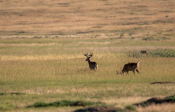 um apir de cervos whitetail dólares em veludo no verão no Colorado
 - Foto, Imagem