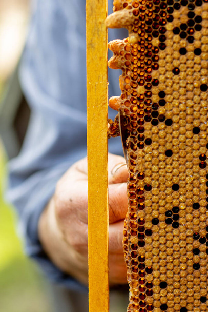 The beekeeper looks after honeycombs. Apiarist shows an empty honeycomb. The beekeeper looks after bees and honeycombs. Empty bee honeycombs. - Foto, afbeelding