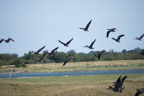Gansos de Canadá volando sobre Marshland con un chirrido en el fondo y un montón de vegetación - Foto, imagen