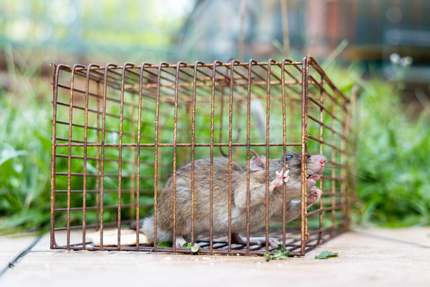 Gros plan de souris de rat panique prise dans une cage de piège à rats - Photo, image
