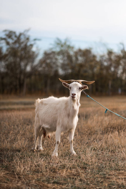 Козел їсть траву, козел на пасовищі
 - Фото, зображення