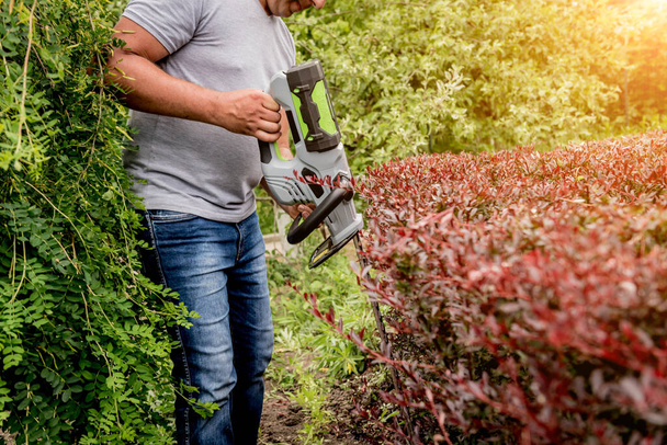 Egy kertész sövénynyíróval nyírja a bokrot. - Fotó, kép